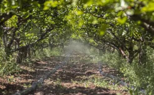 太原運用水肥一體化設施、軟體集雨水窖解決旱情