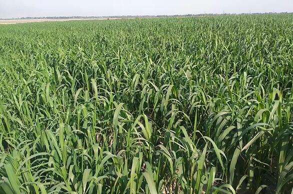 內(nèi)蒙古自治區(qū)建設(shè)高標準農(nóng)田459萬畝，軟體集雨水窖150萬畝