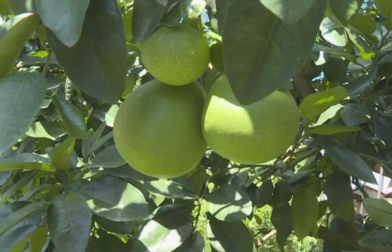 水肥一體化設(shè)施，蜜柚增產(chǎn)又高效