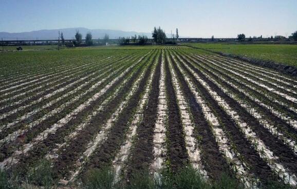 農(nóng)業(yè)應(yīng)用【中聯(lián)】軟體集雨水窖水肥一體化技術(shù)，提質(zhì)增效